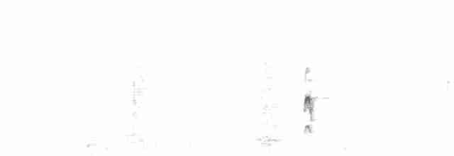 Çatal Kuyruklu Tiran - ML617537356