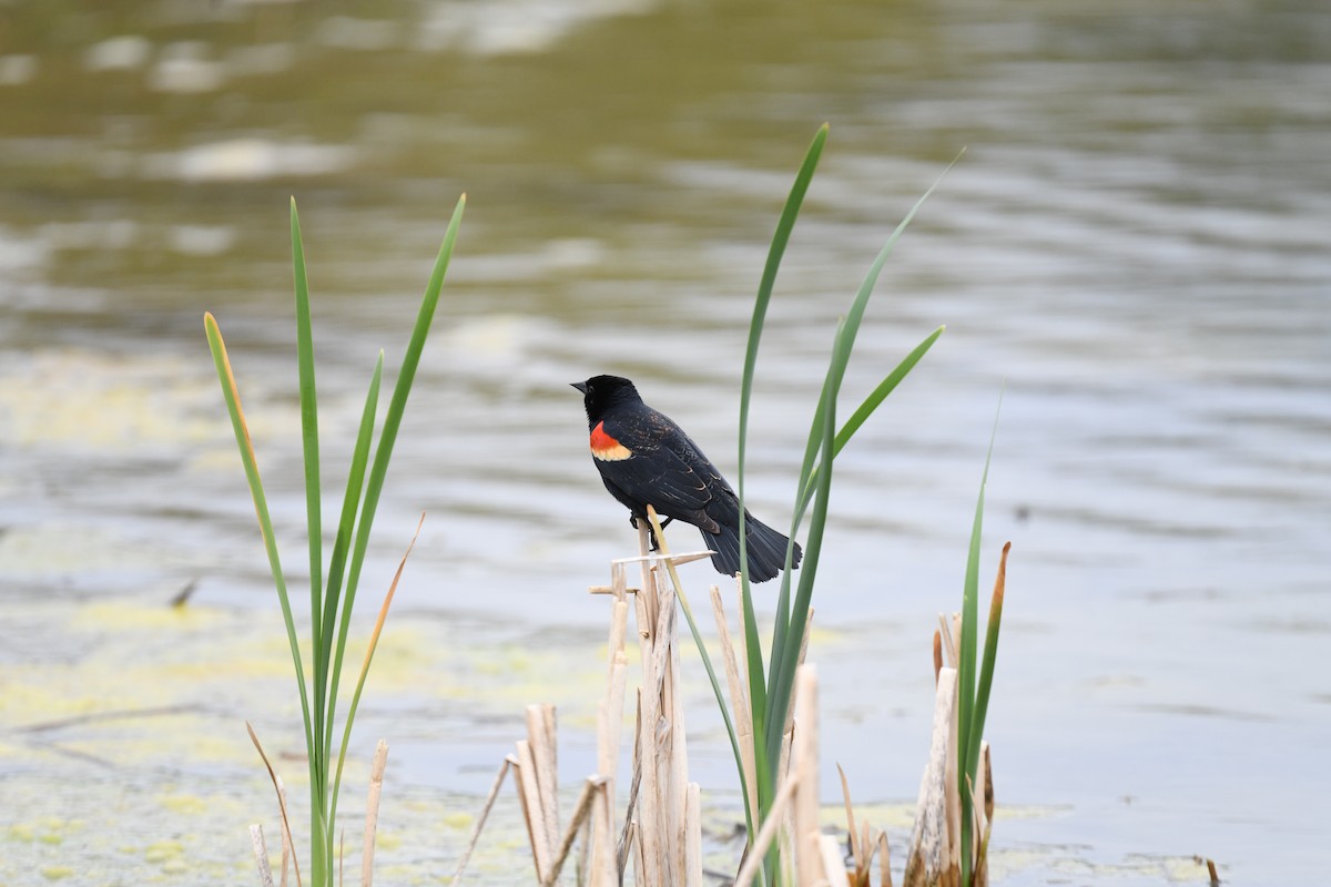 Red-winged Blackbird - joe demko