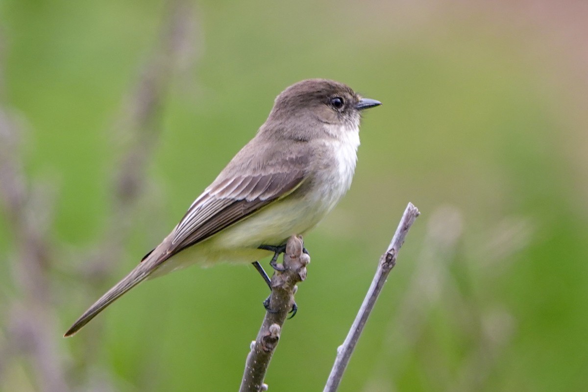 Eastern Phoebe - Peter  Dy-Liacco