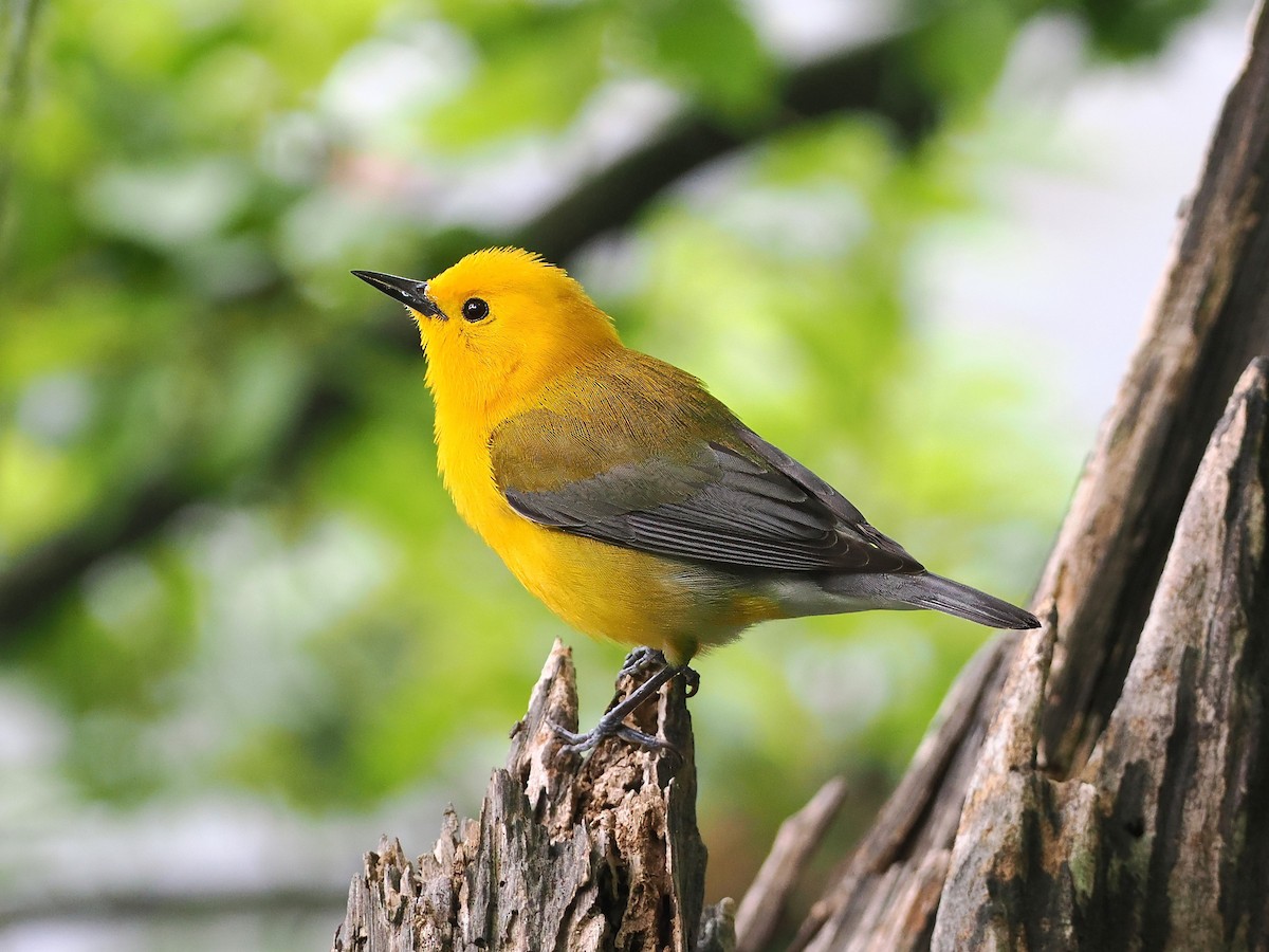 Prothonotary Warbler - ML617537384