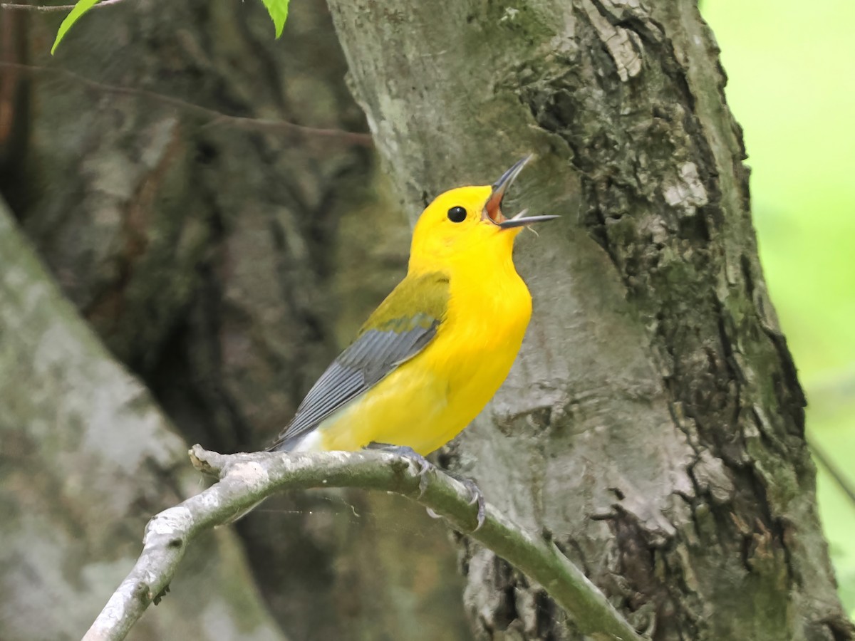 Prothonotary Warbler - ML617537385