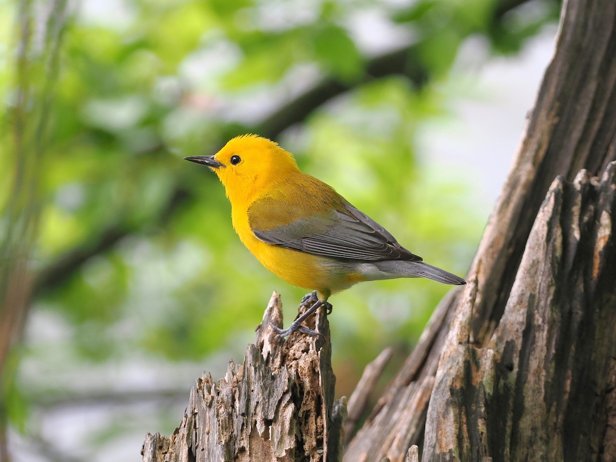 Prothonotary Warbler - ML617537386