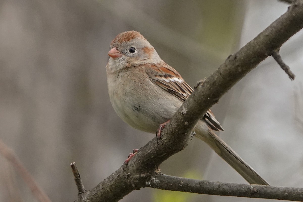 Field Sparrow - Peter  Dy-Liacco