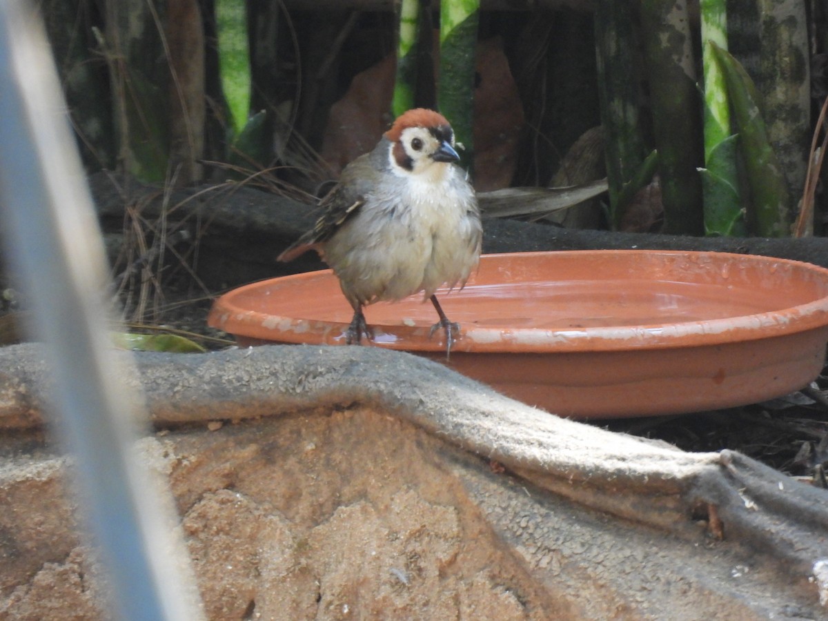 White-faced Ground-Sparrow - ML617537408