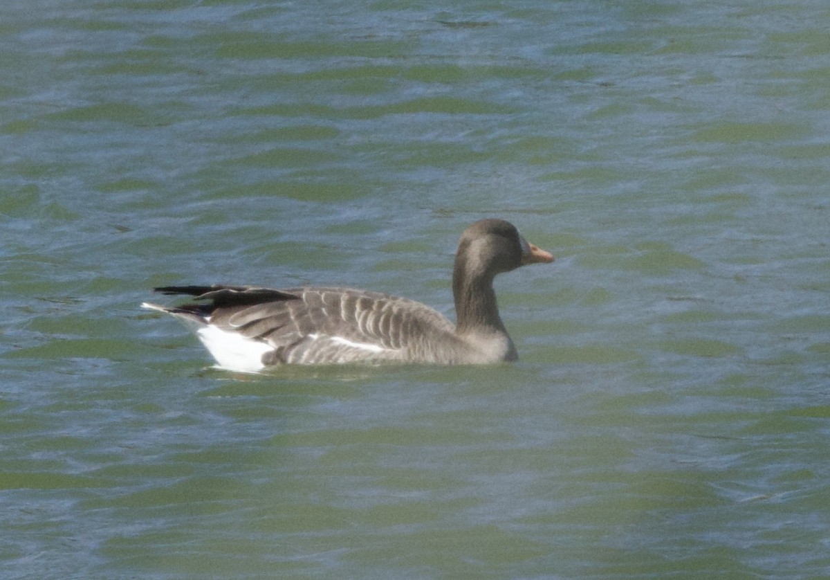 Greater White-fronted Goose - ML617537506