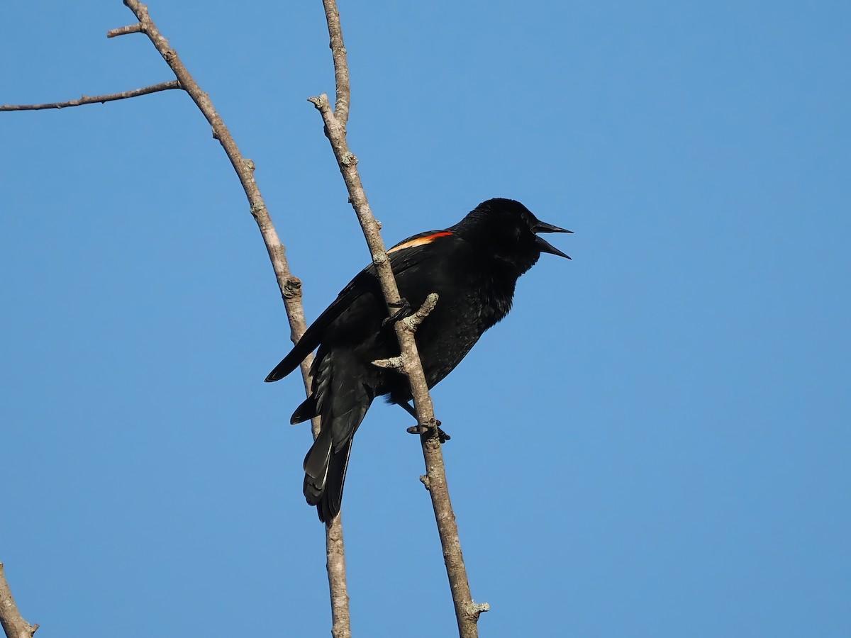 Red-winged Blackbird - ML617537533