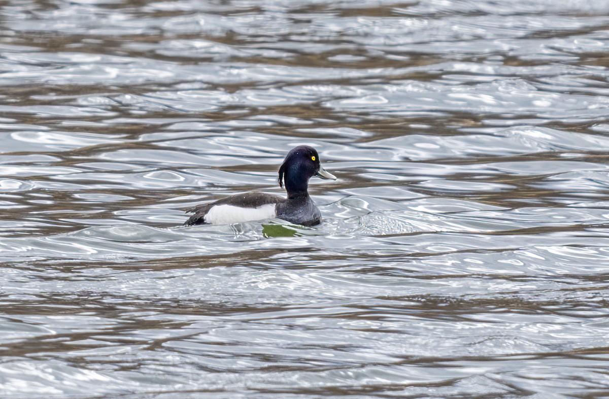 Tufted Duck - ML617537583