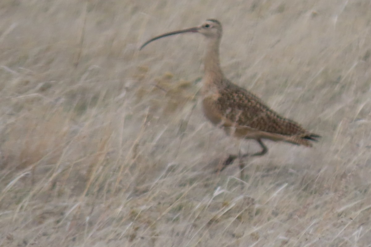 Long-billed Curlew - Mike Lesnik