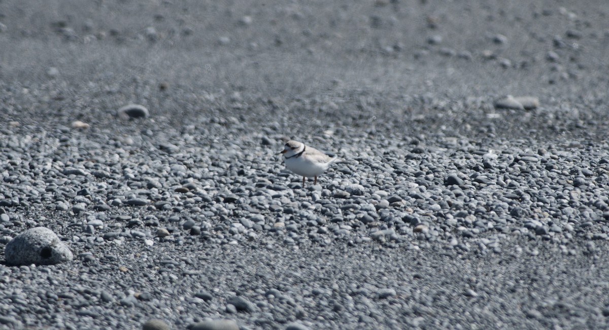 Piping Plover - Paul Gould