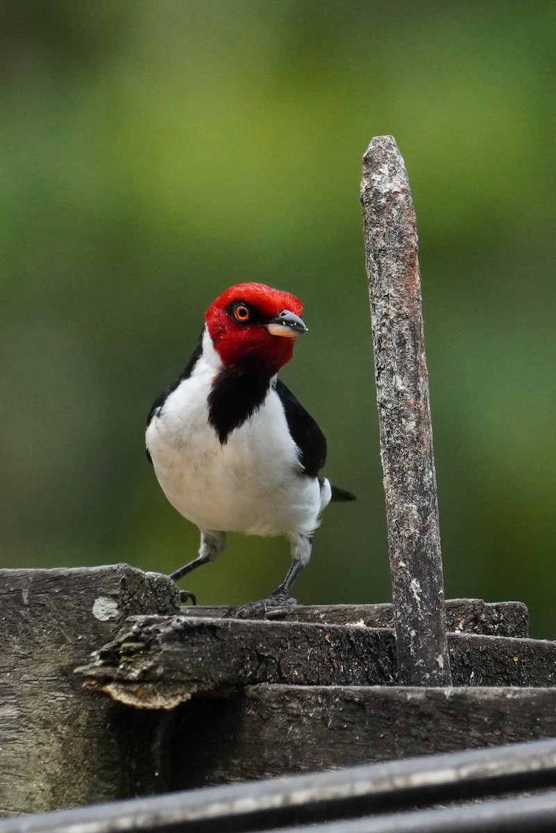 Red-capped Cardinal - ML617537723
