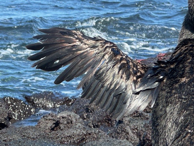 Flightless Cormorant - Irby Lovette