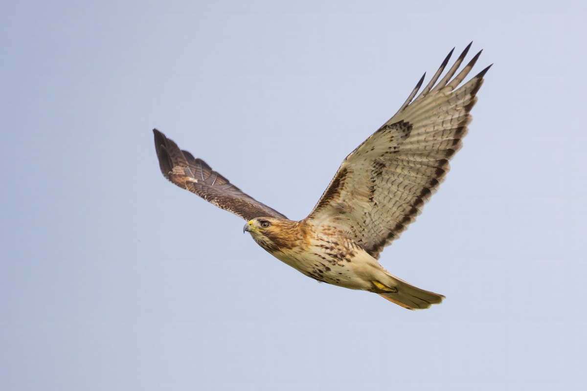 Red-tailed Hawk - Harris Stein