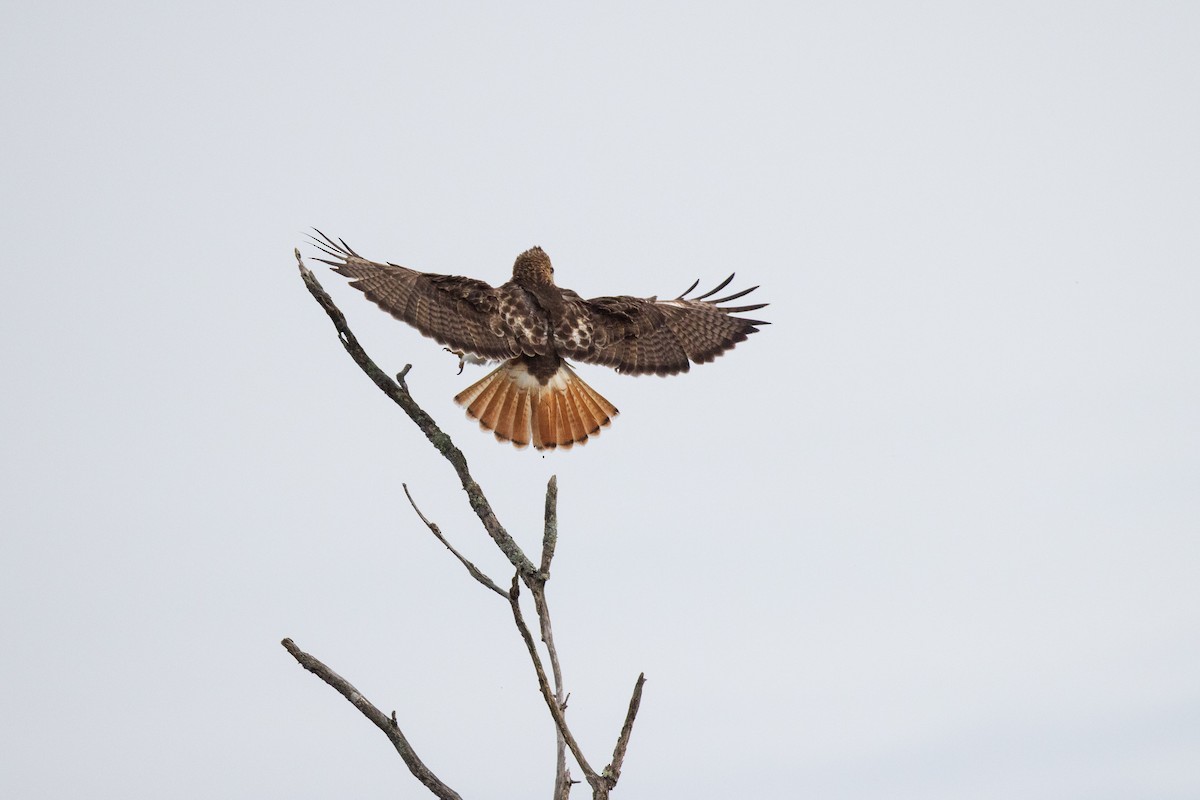 Red-tailed Hawk - ML617537876
