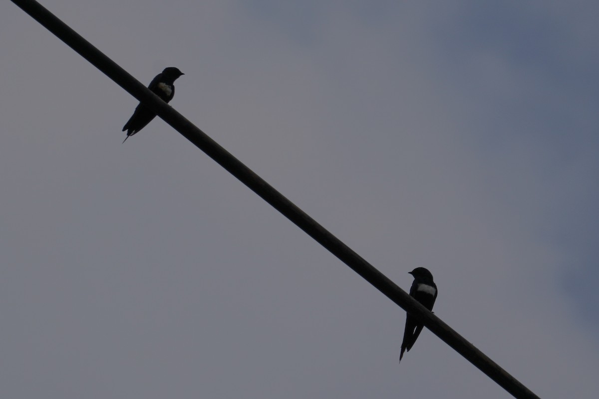 White-banded Swallow - ML617537878