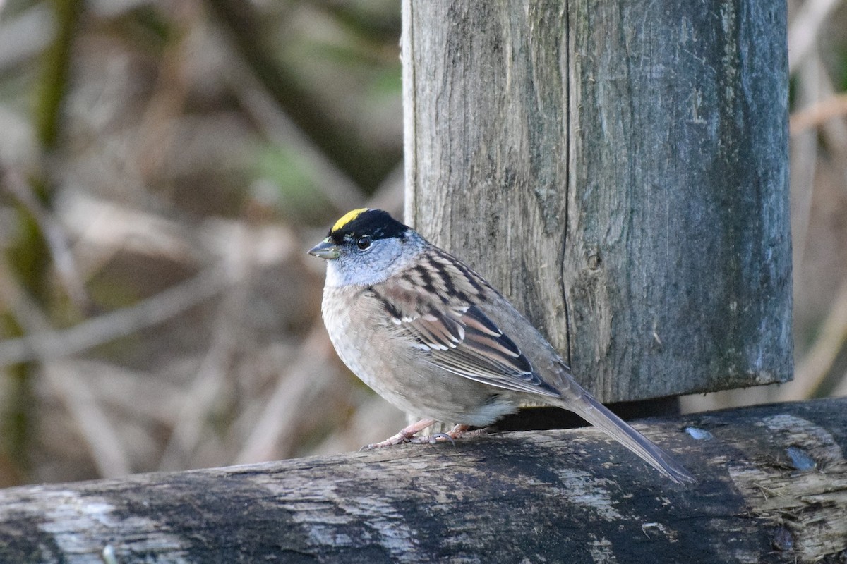 Golden-crowned Sparrow - Patrick Felker