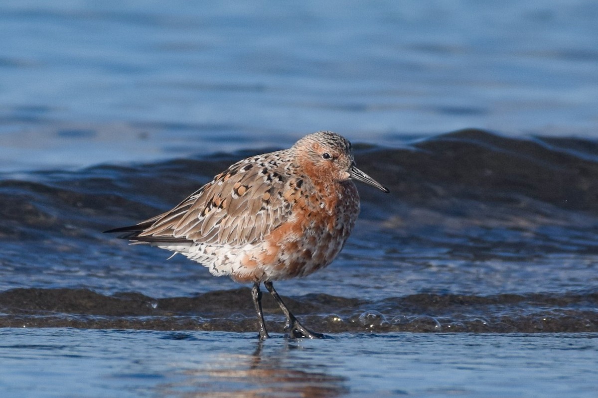 Red Knot - ML617538029