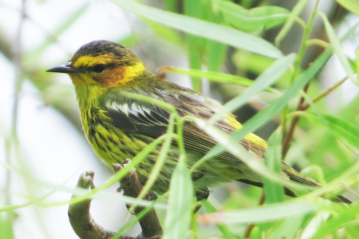 Cape May Warbler - ML617538031