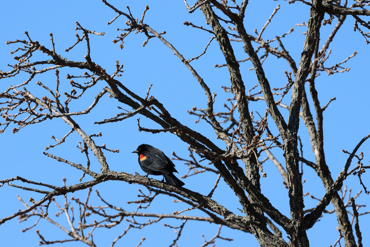 Red-winged Blackbird - ML617538084