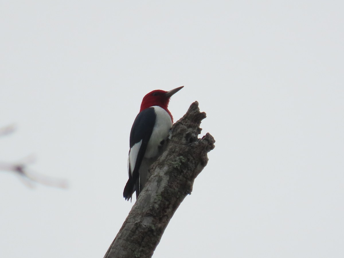 Red-headed Woodpecker - Marisa Rositol