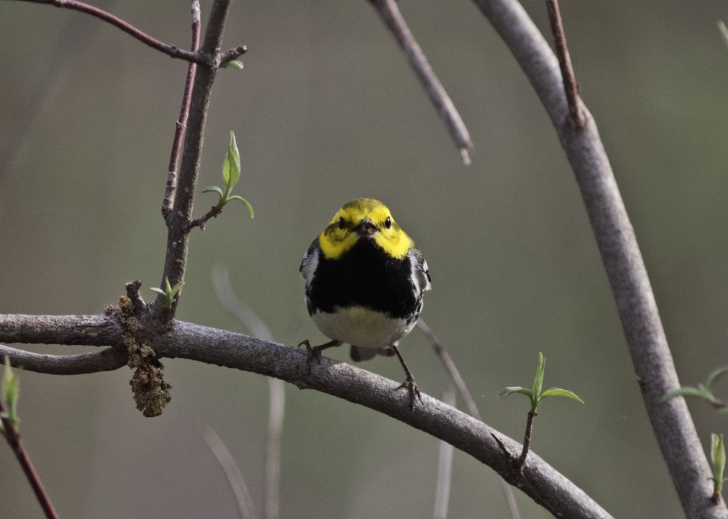 Black-throated Green Warbler - Brian Quindlen