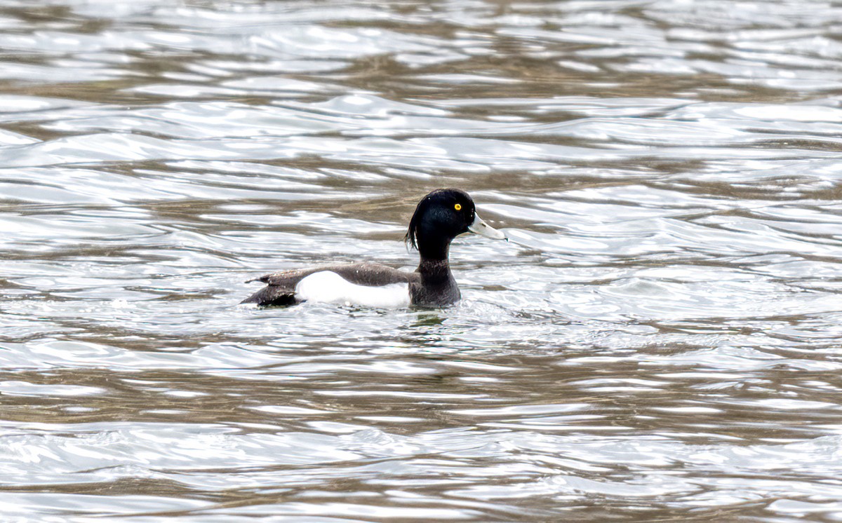 Tufted Duck - ML617538157
