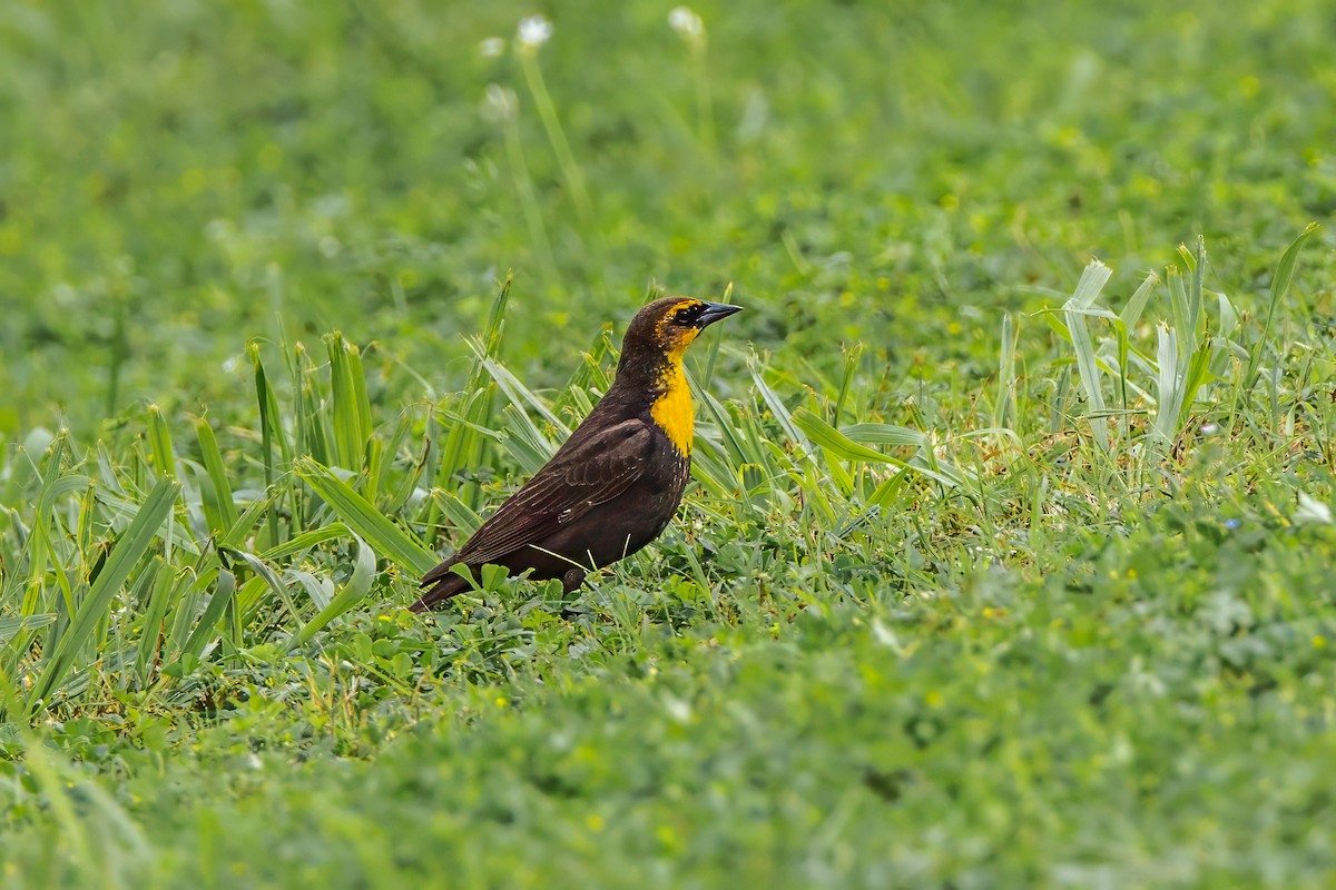 Yellow-headed Blackbird - graichen & recer