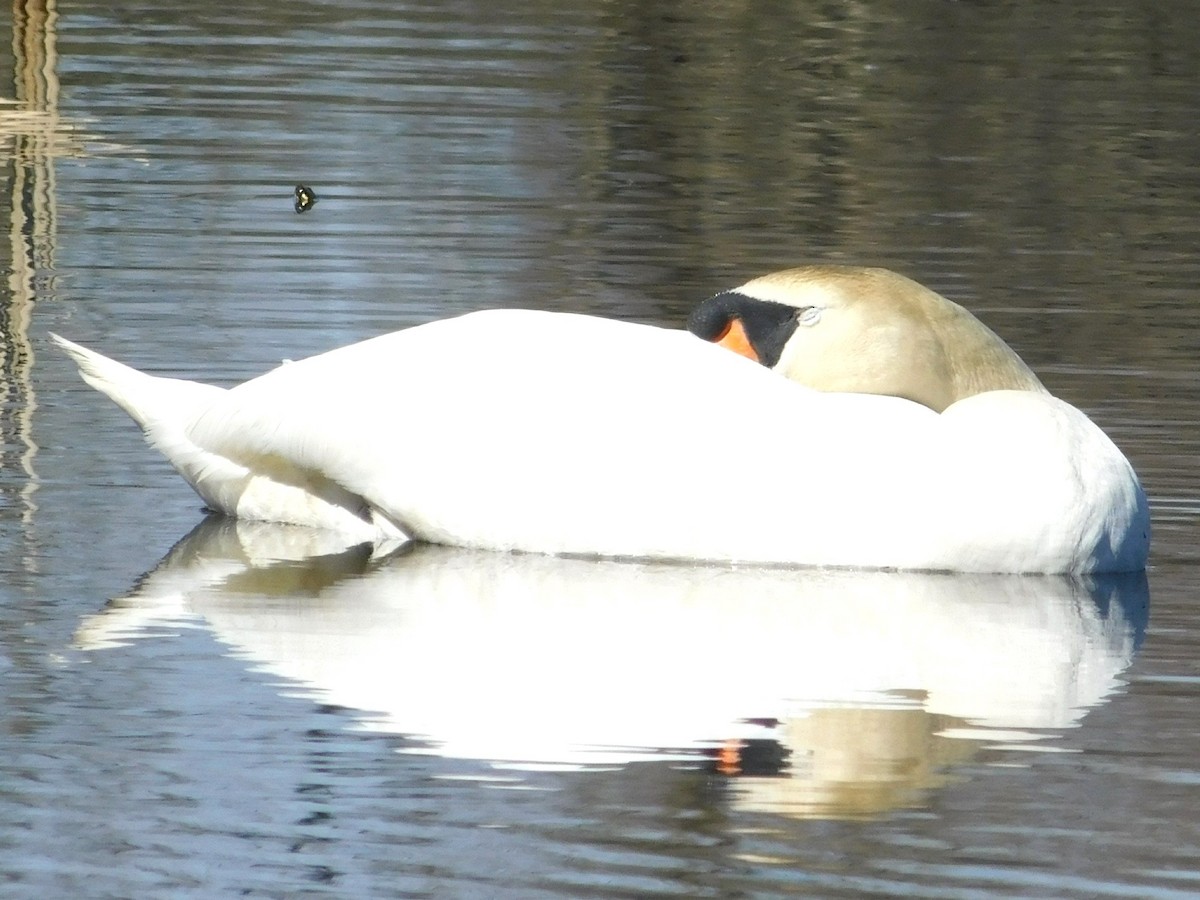 Mute Swan - Van Kat