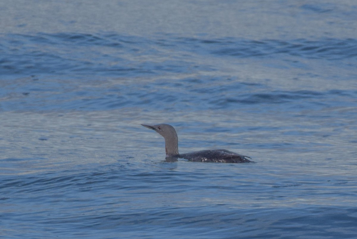 Red-throated Loon - ML617538169