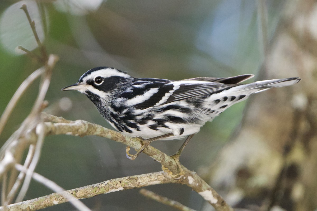 Black-and-white Warbler - ML617538172