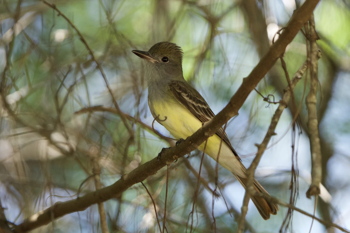 Great Crested Flycatcher - ML617538180