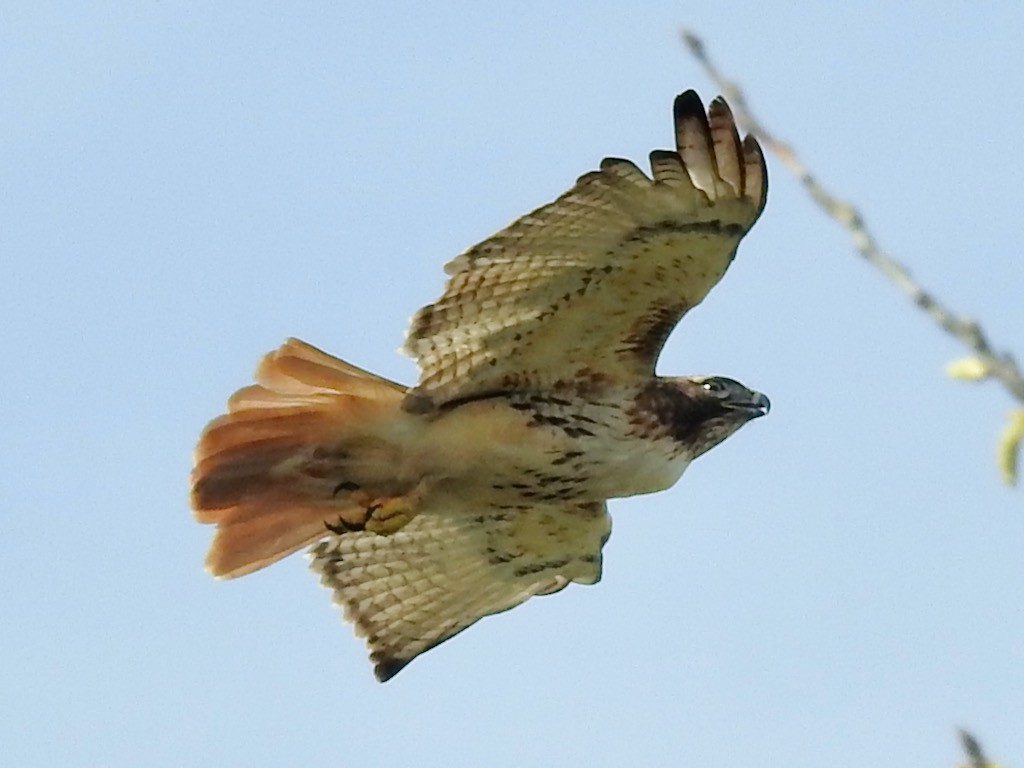 Red-tailed Hawk - ML617538182