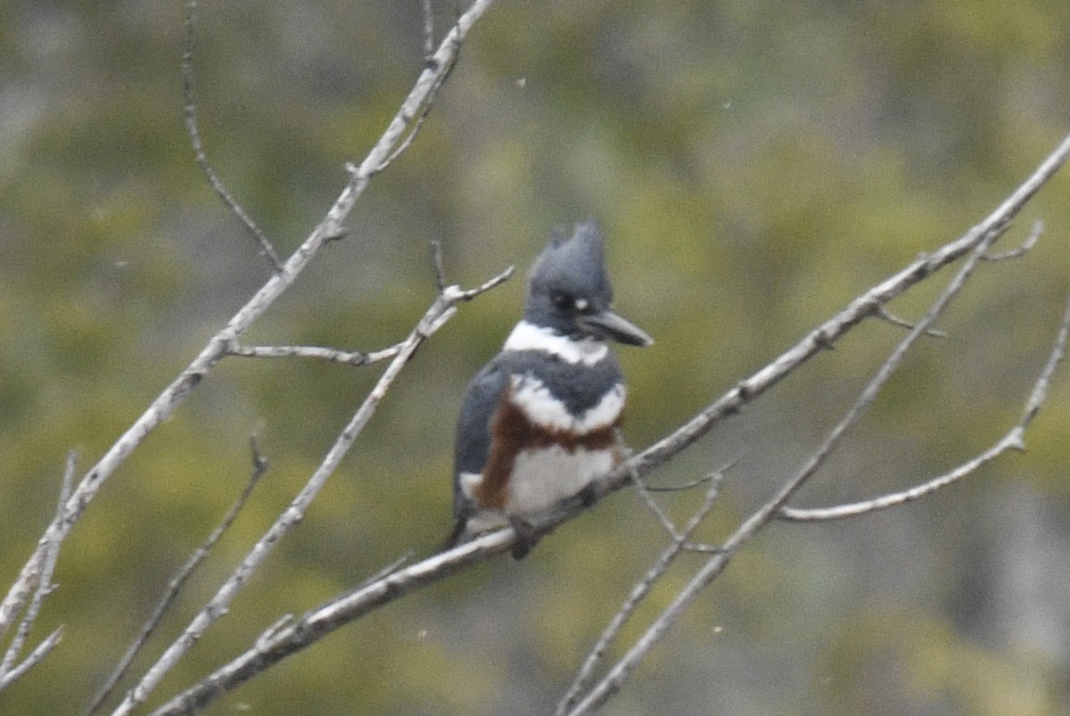 Belted Kingfisher - ML617538192