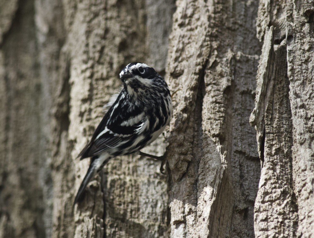 Black-and-white Warbler - Brian Quindlen