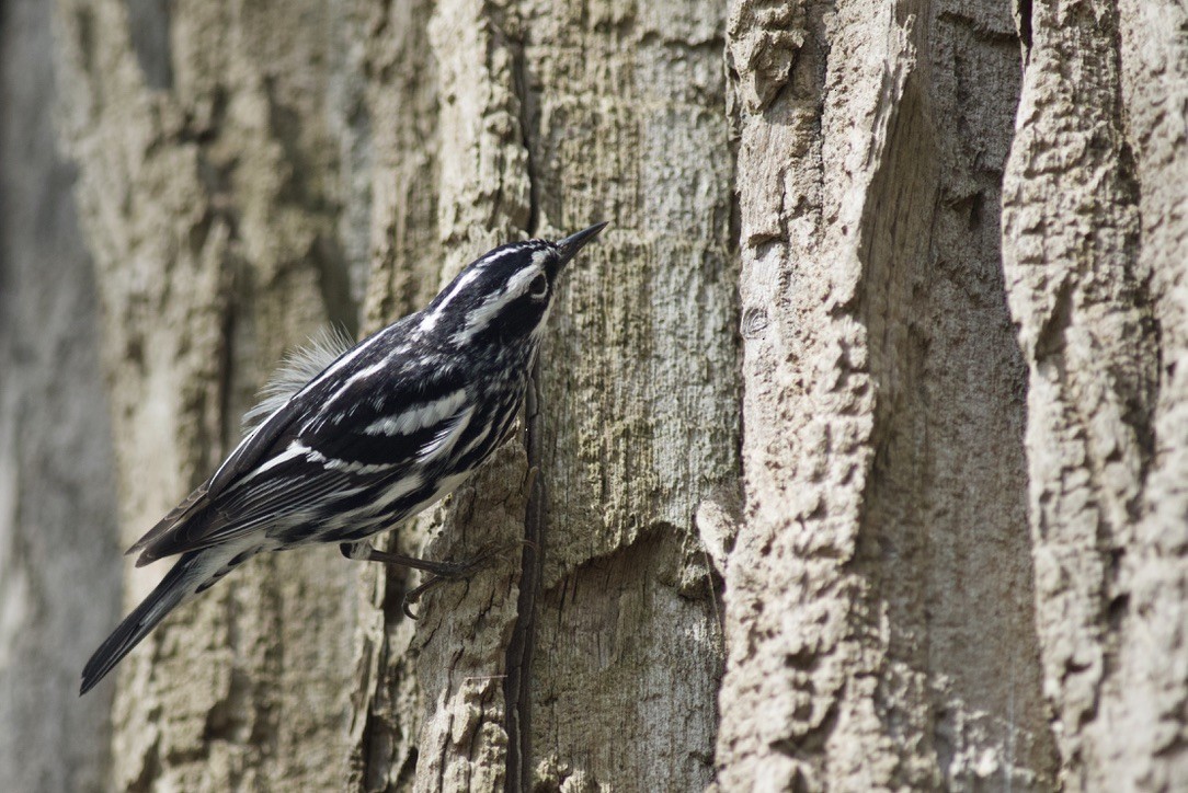 Black-and-white Warbler - ML617538210