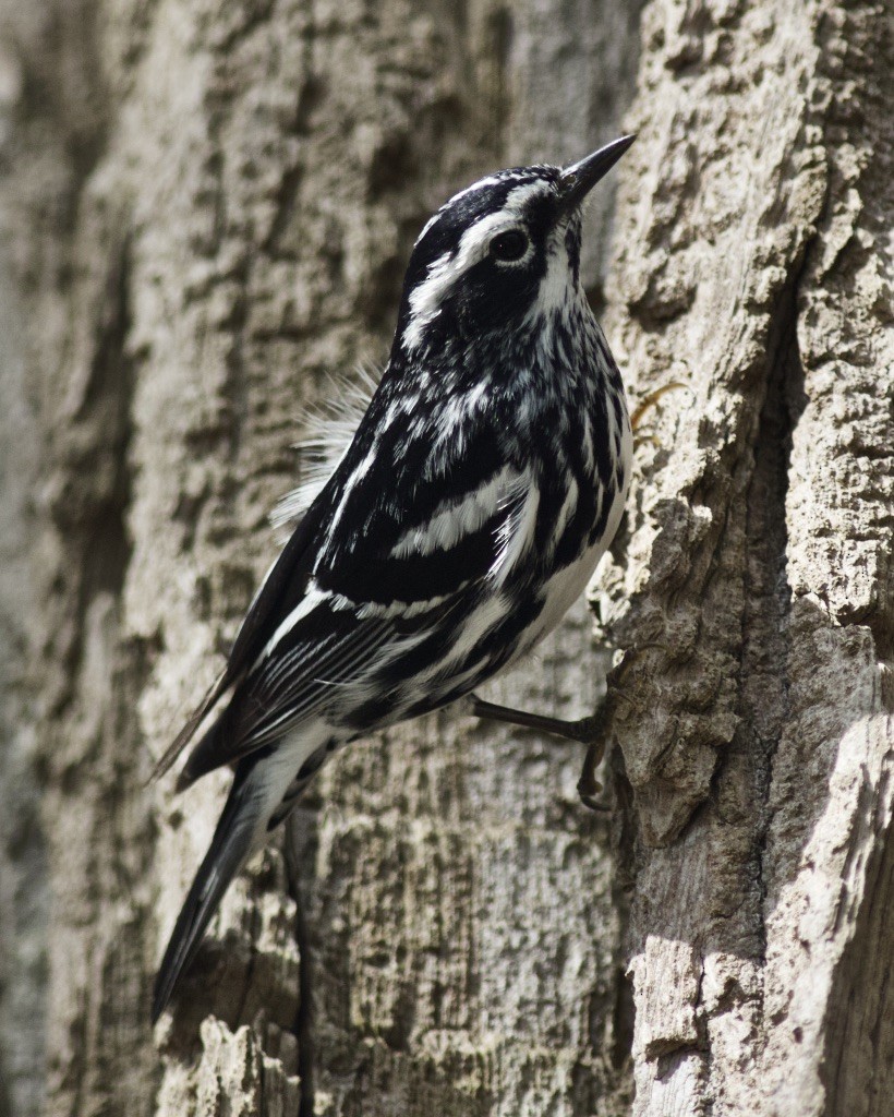 Black-and-white Warbler - ML617538211