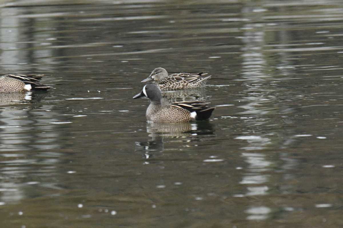Blue-winged Teal - ML617538276
