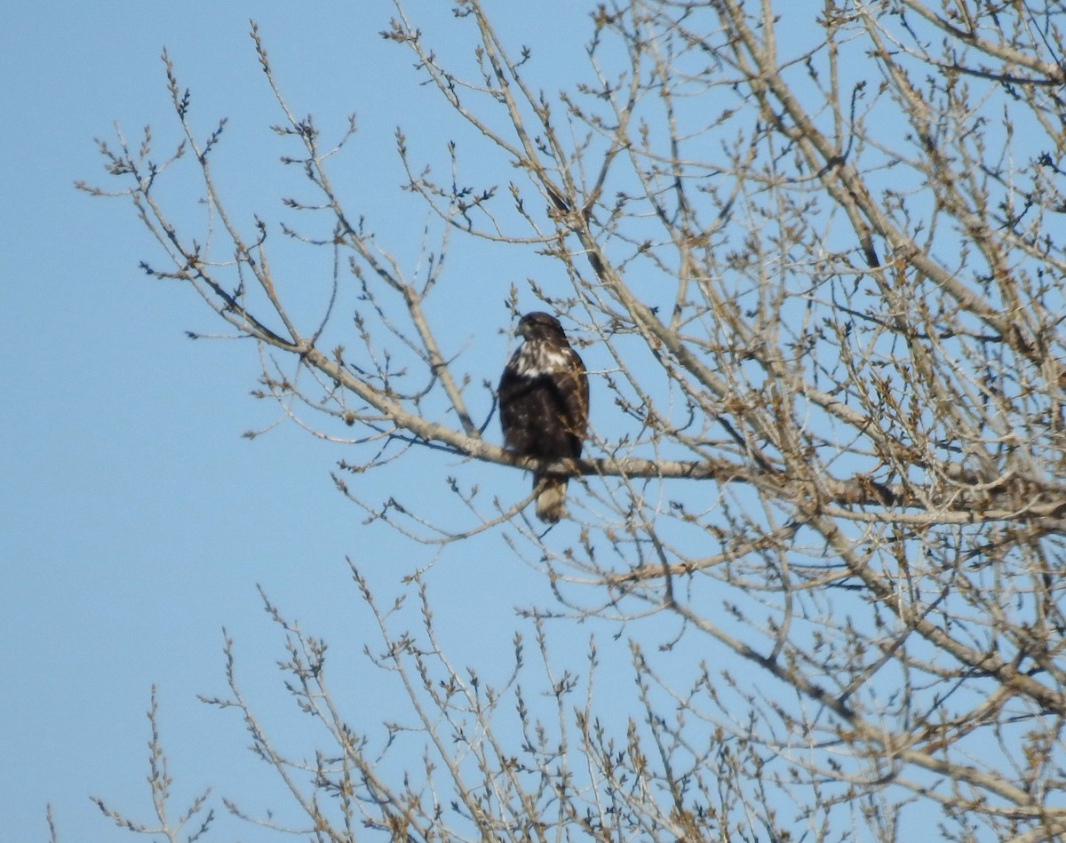 Red-tailed Hawk (Harlan's) - ML617538298