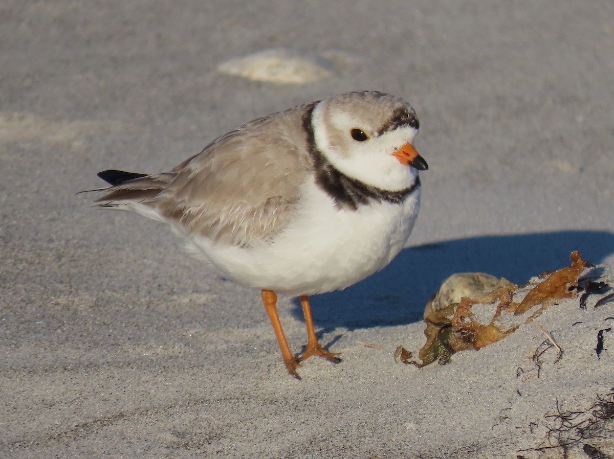 Piping Plover - ML617538355