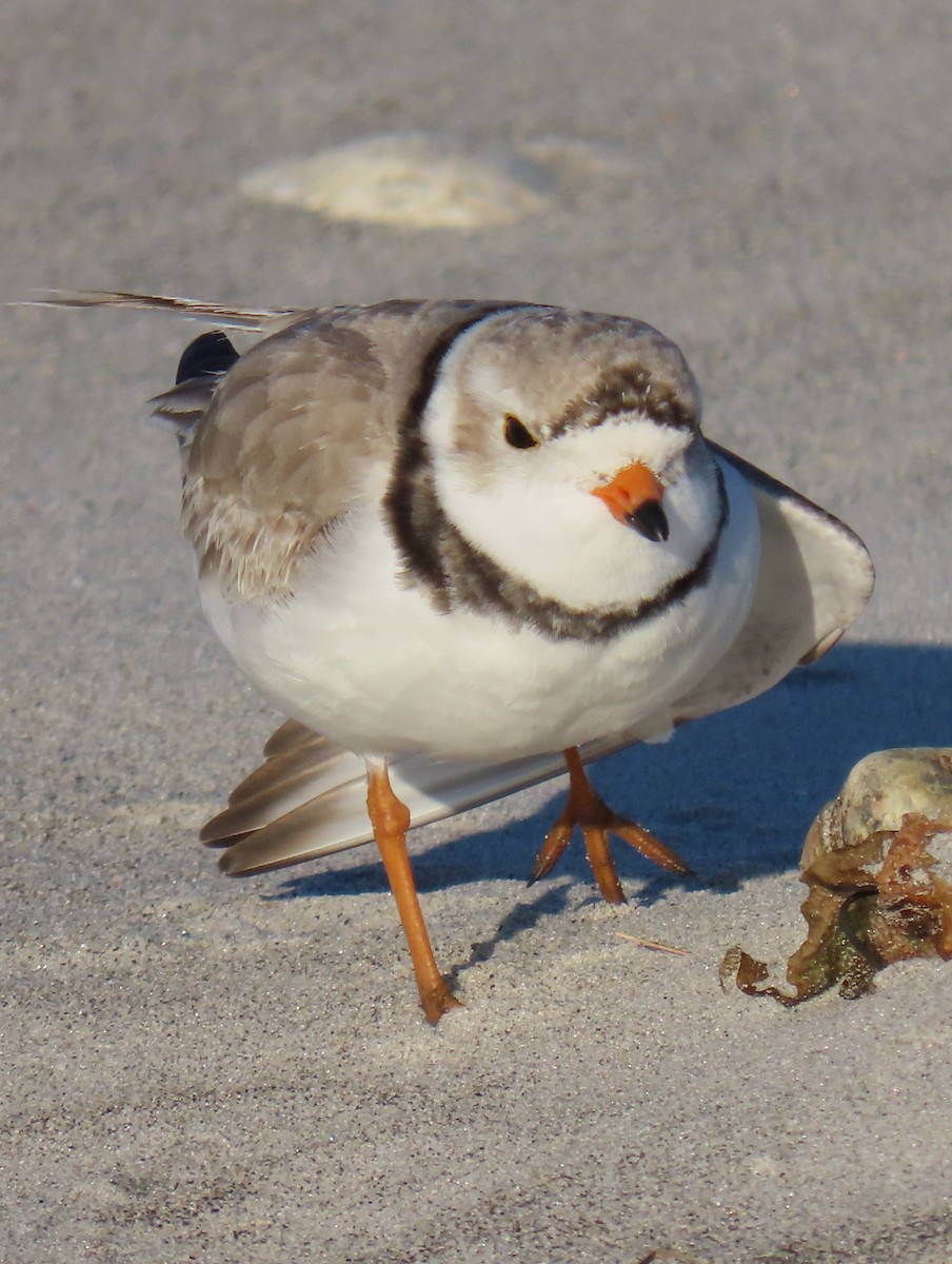 Piping Plover - ML617538375