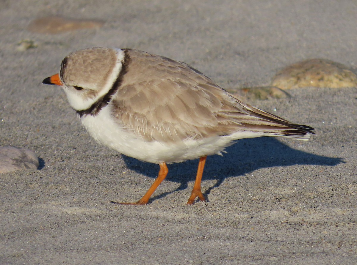 Piping Plover - ML617538393