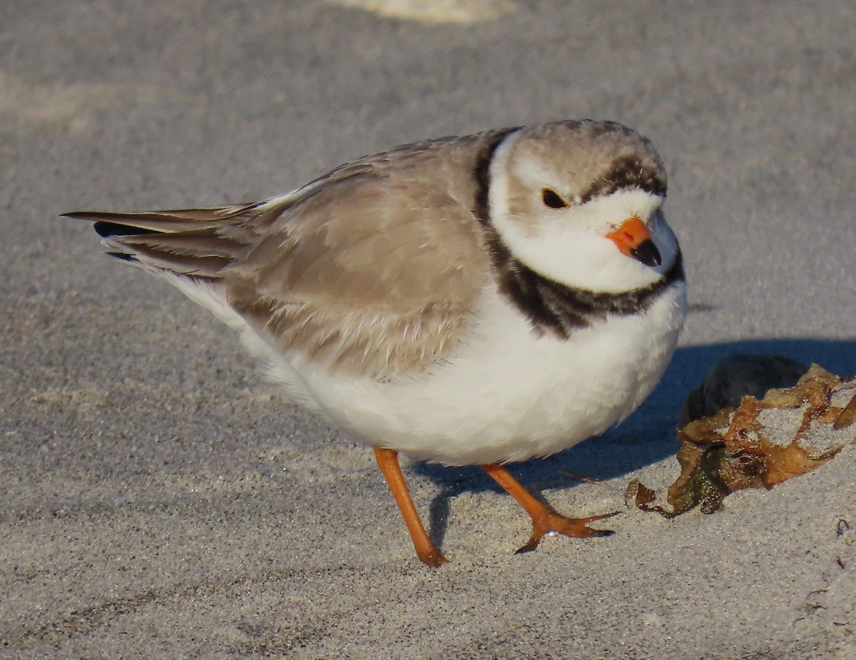 Piping Plover - Jim Sweeney