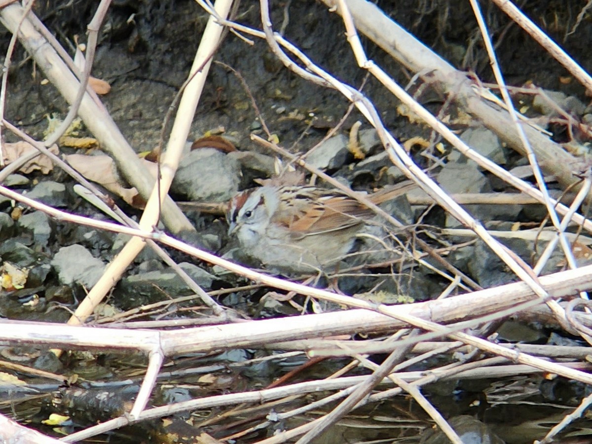 Swamp Sparrow - ML617538475