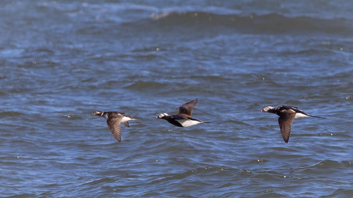 Long-tailed Duck - ML617538482