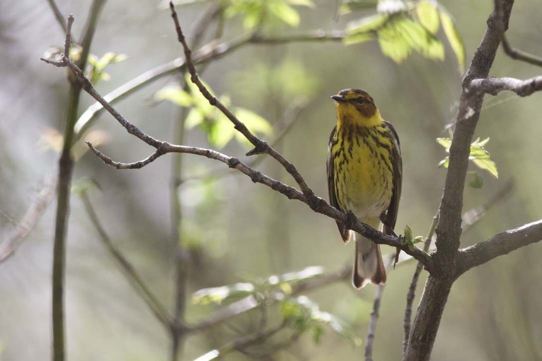 Cape May Warbler - ML617538516