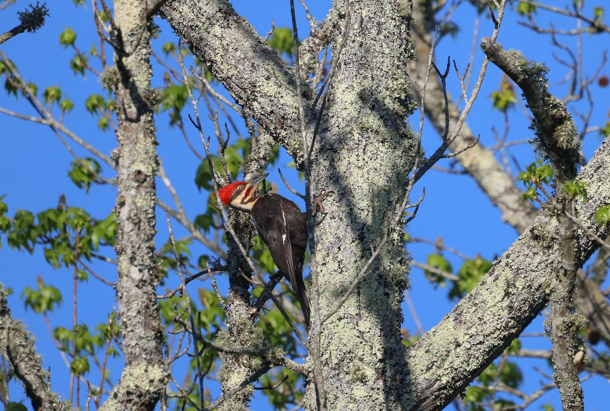 Pileated Woodpecker - Ezra H