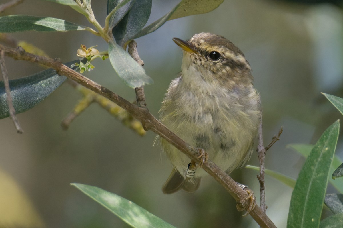 Yellow-browed Warbler - ML617538525