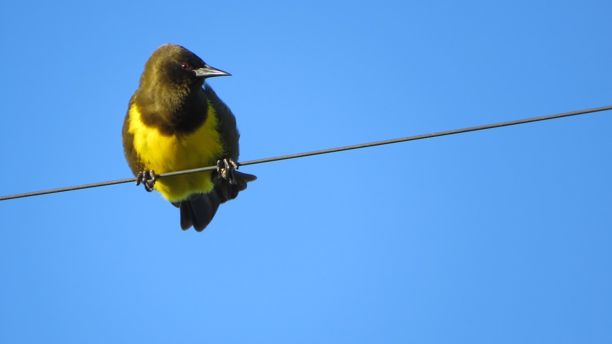 Brown-and-yellow Marshbird - Ulises Ornstein