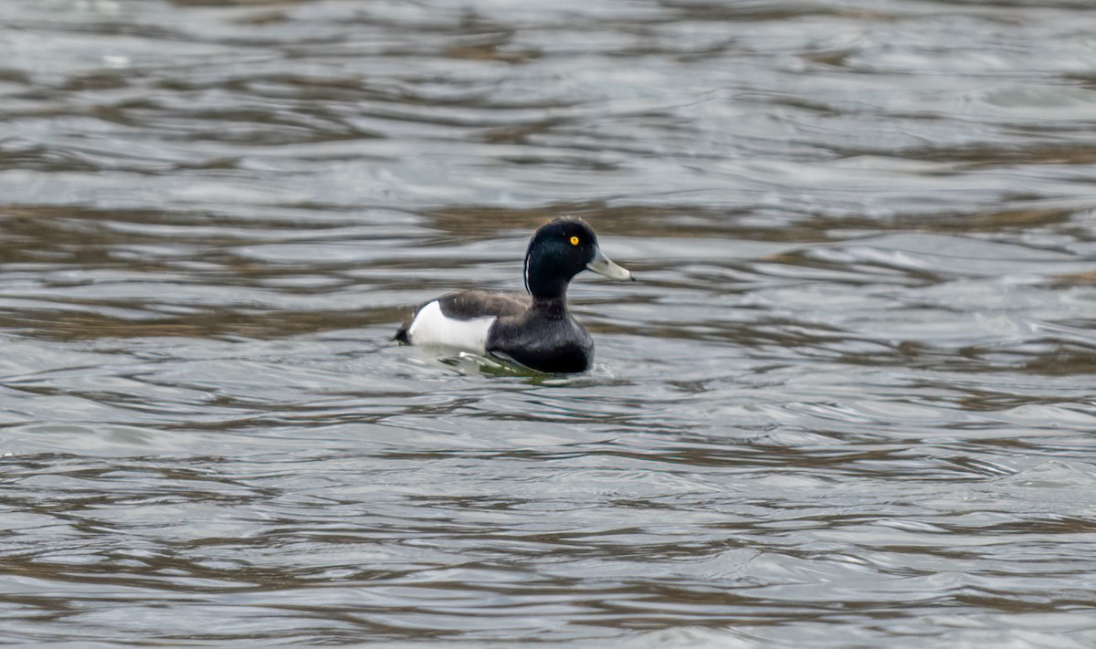 Tufted Duck - ML617538605