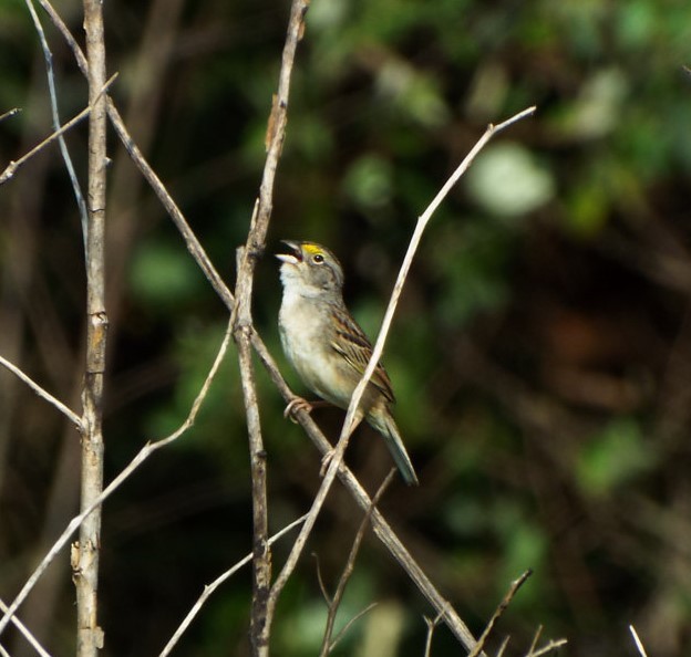 Grassland Sparrow - ML617538648