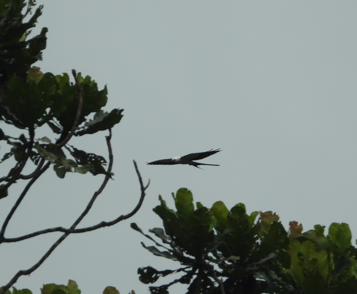 Swallow-tailed Kite - Jose Fernando Sanchez O.